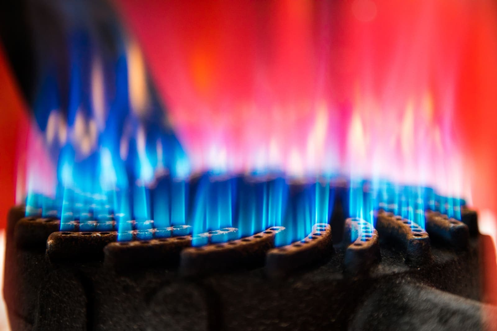 A close-up of blue gas burner flames