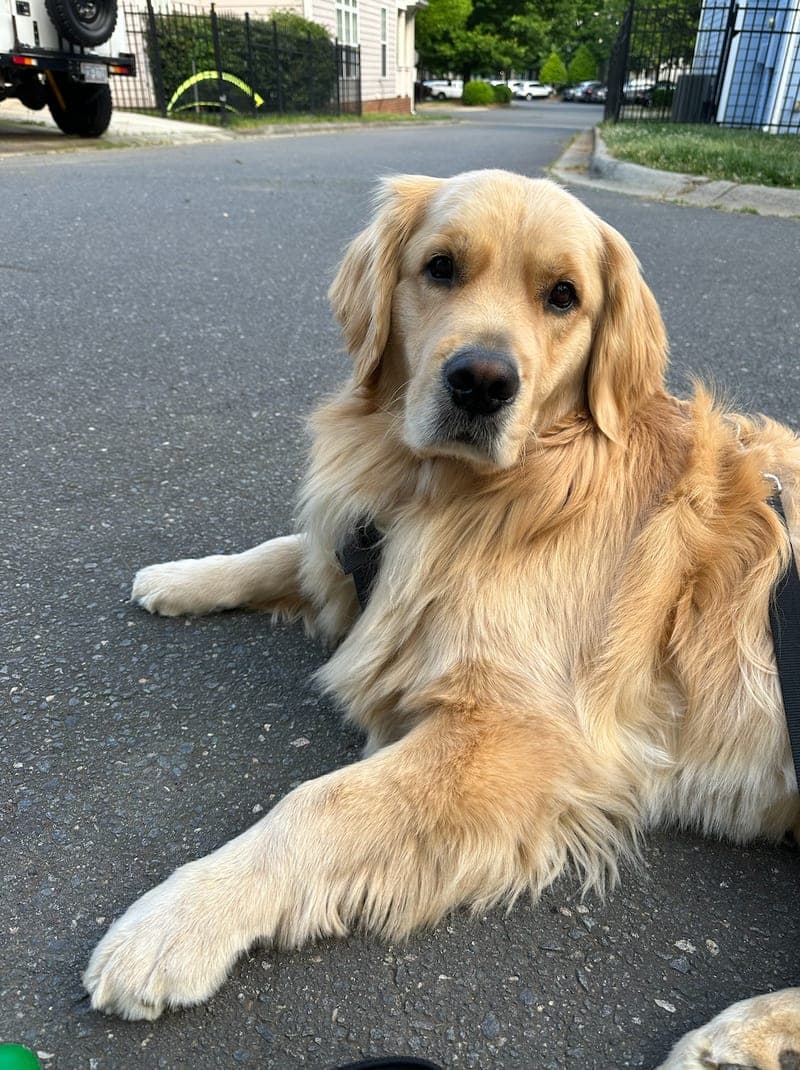 Bogey, the Reinhardt Heating and Air shop dog